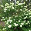 le Georgiche Vivai le Georgiche - Pianta vera di Hydrangea paniculata Limelight - vaso Ø 18 cm