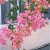 Generic bouganville rampicanti, giardino roccioso perforante giardino, balcone resistenti esterno in vaso a crescita rampicanti appendere, 700semi