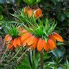Generic scacchiera, fritillaria - corona imperiale rari a primaverile autunnali, resistenti, resistenti giardino e balcone 3bulbi