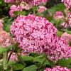 GardenersDream Ortensia Pink Annabelle - Pianta da esterno fiorita da giardino