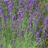 Arborix 6 x Lavandula Intermedia 'Dutch' - Perenni Vaso 9cm x 9cm