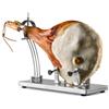 Rivaldi Maximo Portaprosciutto 100% Acciaio Inox Richiudibile | Porta Prosciutto Lavabile in Lavastoviglie Supporto Prosciutto Modulare 2 Morse Regolabili Piedini Antiscivolo Salvaspazio