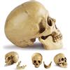 Peosaard Teschi, teschio umano, arredamento del cranio di dimensioni realistiche vintage, skeletro di Halloween in resina per la decorazione dell'ufficio, scheletro di Halloween