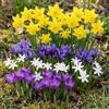 DUTCH BULBS EXCLUSIVE PLANTS FROM HOLLAN Bulbi Fiori Mix Primaverile - 60 Bulbi - Perenni & Resistenti | Mix Colorato, Piante dall'Olanda, Mix Primaverile Colorato, per giardino e vasi (no semi, non artificiale)