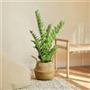 BLAINE - Piante Finte da Interno Zamioculcas 90 cm | Aspetto Iperrealistico per la Decorazione della Camera degli Interni e dell'Ufficio Senza Manutenzione