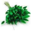 Enchanted Dekogras - Erba secca ornamentale a coda di coniglio, Lagurus Ovatus, erba di velluto, 120 - 150 pezzi, 100 g, verde