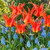 VIRIDIMANIA Bulbi da Fiore SELECTION | Bulbi dai migliori produttori Olandesi | Selezione e controllo qualità | Fioritura garantita. (25 Bulbi di TULIPANI e MUSCARI)