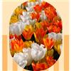 VIRIDIMANIA Bulbi di Tulipani | Bulbi provenienti dai migliori produttori Olandesi | Esclusiva selezione e controllo qualità | Fioritura garantita. (15 Bulbi di Tulipani BIANCHI, GIALLI E ARANCIO)
