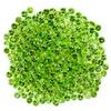 Gemsporium Taglio Rotondo Naturale Non Scaldato Verde Cromo Diopside 308pcs 3.094ct 1.2mm