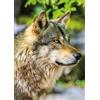 Nathan Puzzle Lupo grigio europeo - Puzzle da 1000 pezzi per adulti