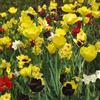 VIRIDIMANIA Bulbi da Fiore SELECTION | Bulbi dai migliori produttori Olandesi | Selezione e controllo qualità | Fioritura garantita. (15 Bulbi da Fiore per Api e Farfalle SFUMATURE GIALLE E MARRONI)