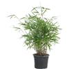 Bloomique - Fargesia rufa - Pianta di bambù - Non invadente - Resistente al freddo - Sempreverde - Piante da giardino - Alta 40-60 cm - Vaso da 17 cm