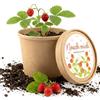 Alluvo Set per la coltivazione di fragole in vaso - Fragole coltivate da soli sul davanzale della finestra - Set completo di piante con semi e terra - Fragole dolci per balcone, cucina, spuntini e giardino