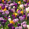 VIRIDIMANIA Bulbi da Fiore Autunnali Olandesi | Selezione di Bulbose a Fioritura Primaverile | Ottima Qualità e Fioritura Garantita (10 Bulbi di CROCUS VERNUS IN MISCUGLIO)