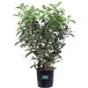 eGarden.store Pianta di Viburnum Lucidum Pianta di Viburno Lucido pianta da siepe pianta da giardino pianta da esterno siepe ornamentale di Viburno pianta venduta da eGarden.store (Vaso 24 cm)