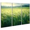 islandburner Quadro su tela Campo di grano sotto la luce del sole - paesaggio perfetto per gli amanti della natura