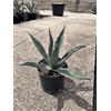 VIVAIO GARDEN FOREST Agave Agave americana Pianta grassa da esterno vaso Ø18 cm | Altezza 35-40 cm, Vivaio Garden Forest