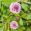 Generic Phyla nodiflora - giardino raro esotiche resistenti balcone 500semi