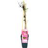 POWERS TO FLOWERS CLEMATIS ROSA, VILLE DE LION, ALTEZZA 50CM, pianta vera