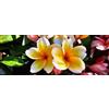 VIVAIO GARDEN FOREST Plumeria Frangipani Boutique in Vaso 20 cm H60 | Pianta tropicale, Fiori profumati