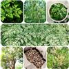 Generic moringa - giardino con a crescita insoliti in vaso sostenibili 50semi