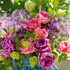 VIRIDIMANIA Bulbi da Fiore SELECTION | Bulbi dai migliori produttori Olandesi | Selezione e controllo qualità | Fioritura garantita. (25 Bulbi di Tulipani e Allium)