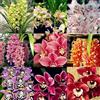 UYKOJMDR Cymbidium,Vari Colori,perenni,Splendente e vivace,Ambiente Paesaggistico,Decorazione del giardino.-3Cymbidium pezzo-K