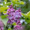Gardenaria Pianta Esterno Lillà - Syringa vulgaris Colore Viola - Arbusto ornamentale da giardino 100/110 cm (vaso 22)