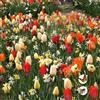 VIRIDIMANIA Bulbi da Fiore SELECTION | Bulbi dai migliori produttori Olandesi | Selezione e controllo qualità | Fioritura garantita. (25 Bulbi da Fiore per Api e Farfalle SUNSHINE)
