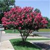 Generic Graines de Kreppmyrtenbaums (Lagerstroemia Indica) 100 + grani