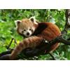Ravensburger - Puzzle 500 Pezzi Panda Rosso | Puzzle Per Adulti 500 Pezzi | Puzzle Adulti Per Bambini Dai 14 Anni In Su | Regalo Compleanno Per Bambini Dai 14 Anni In Su | Misure 49x36cm