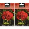 Semillas Batlle Batlle - Semi di Fiori - Garofano Chabaud Doppio Rosso (Confezione da 2)