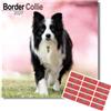 Avonside Border Collie 2027 Calendario con Adesivi Organizzativi, Calendario da Parete Quadrato 16 Mesi (set 2026 - dic 2027), Planner per gli Amanti dei Cani, 29,5 x 29,5 cm
