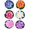 Caswynlife Luci notturne a LED a forma di loto, per uso domestico ed esterno, con design galleggiante unico e attivazione del sensore (A)