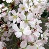 le Georgiche Vivai le Georgiche - Pianta vera di Prunus incisa Kojo-no-mai Ciliegio giapponese, Ciliegio da fiore - vaso Ø 24 cm