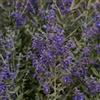 le Georgiche Pianta vera di Perovskia atriplicifolia Blue Steel - Diametro Vaso Ø 18 cm