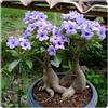 BUUYOSE Tuberi rari di rosa del deserto, Rizomi succulenti, Perenne Bassa Manutenzione, Piantagione all'aperto in pieno sole, Splendida Esposizione di Bonsai-1 tubero-b