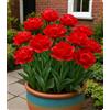 KVHSVB Tulipano artistico - Perfetto per creare giardini e terrazze pieni di colore-4bulbi-S