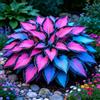 TUYIKJHS Hosta/Resistenti Perenne/Splendide decorazioni da giardino/Adatta ai principianti/Adatto per uso interno ed esterno-10Rizomi-D