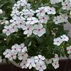 Generic Catharanthus roseus - esotiche balcone resistenti rare giardino 450semi