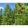 SaatPilot | Larix gmelinii var. gmelinii | 250 semi | Larice della Dauria | Larice di Gmelin | Pianta succulenta