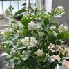 Generic giasmino - ufficio balcone Aiuole rialzate giardino balcone d'appartamento esotiche 2piante