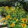 Generic heliopsis autunnali primaverili adatto alla coltivazione forniture 100semi