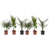 Plant in a Box - Set di 6 palme da esterno - Phoenix, Chamaerops, Washingtonia - Vaso 15cm - Altezza 50-70cm
