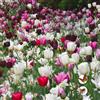VIRIDIMANIA Bulbi da Fiore SELECTION | Bulbi dai migliori produttori Olandesi | Selezione e controllo qualità | Fioritura garantita. (25 Bulbi da Fiore per Api e Farfalle ROSA)