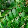 Generic foglie di curry resistenti in vaso da esterno Albero del curry tappezzanti selvatiche rare esotiche da balcone rialzate aromatiche giardino ufficio 200semi