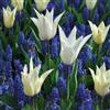 VIRIDIMANIA Bulbi da Fiore SELECTION | Bulbi dai migliori produttori Olandesi | Selezione e controllo qualità | Fioritura garantita. (25 Bulbi di Tulipano BIANCO e Muscari BLU)