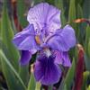 le Georgiche Vivai le Georgiche - Pianta vera di Iris germanica Joanna Giaggiolo - vaso Ø 18 cm