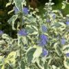 Generic Caryopteris clandonensis, biologiche resistenti giardino in vaso per l'arredamento dell'ufficio decorazione del soggiorno 400semi