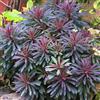 GardenersDream Euphorbia Miners Merlot Piante da Giardino Pronte per l'Esterno Pianta Perenne Resistente in Vaso - Ideale per Aiuole, Bordure e altro